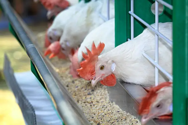 Poultry Nutrition & Feed Formulation Consultation